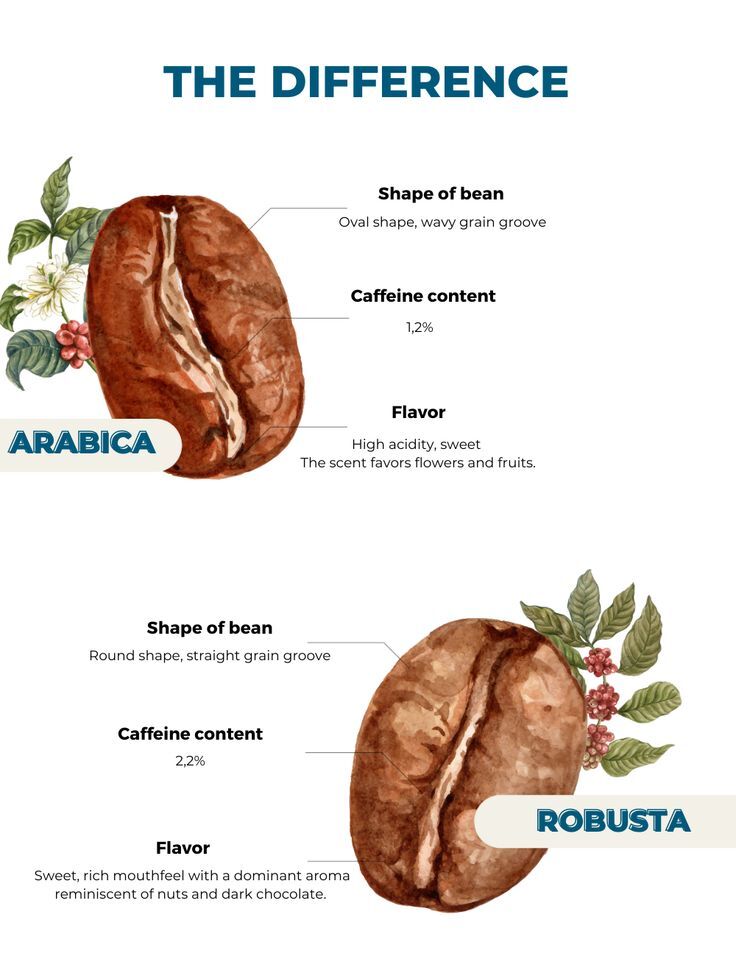 grains de café arabica et robusta comparés