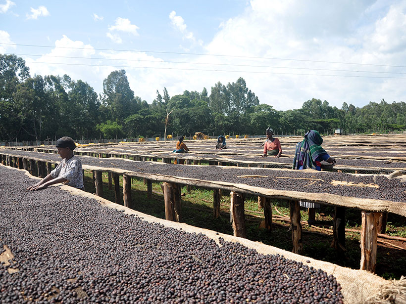récolte du café ethiopien